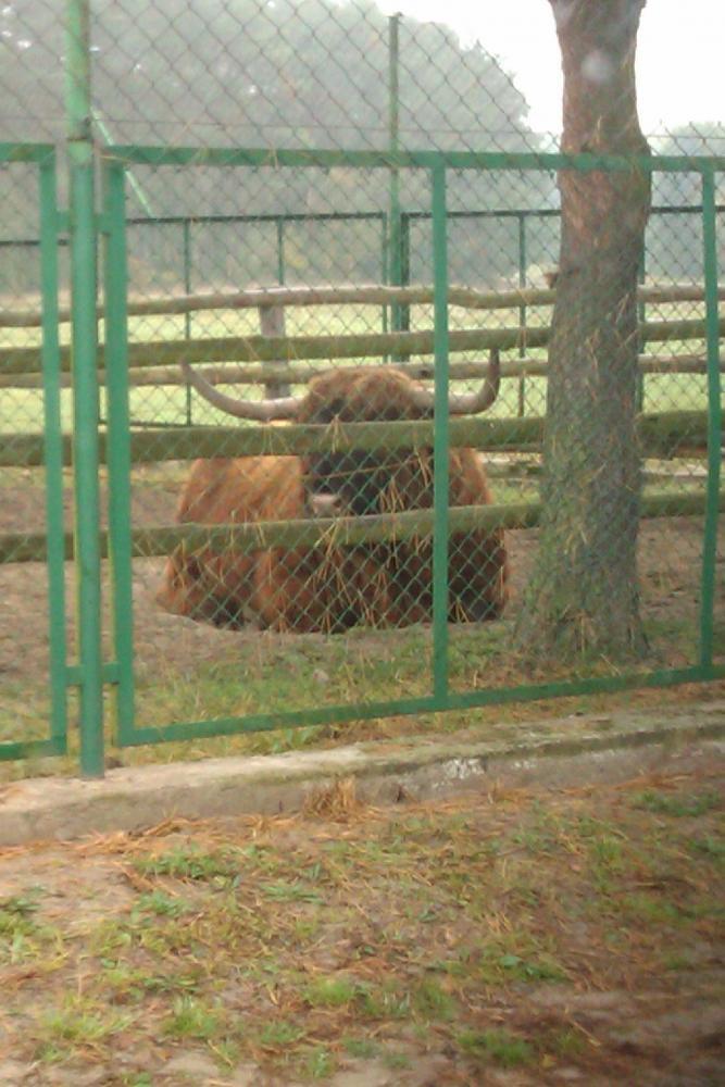 Centrum Hipoterapii i Rehabilitacji "Zabajka", zdjęcie 4
