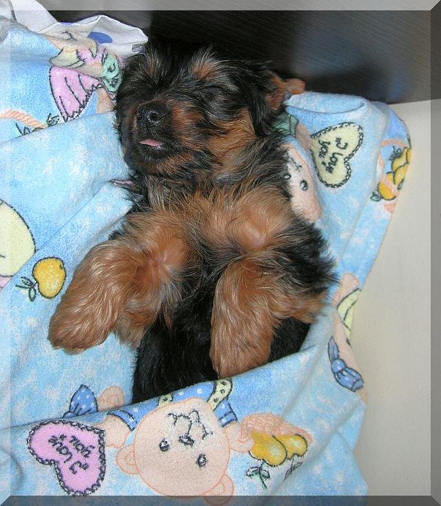 Nasz Pupil, zdjęcie 4