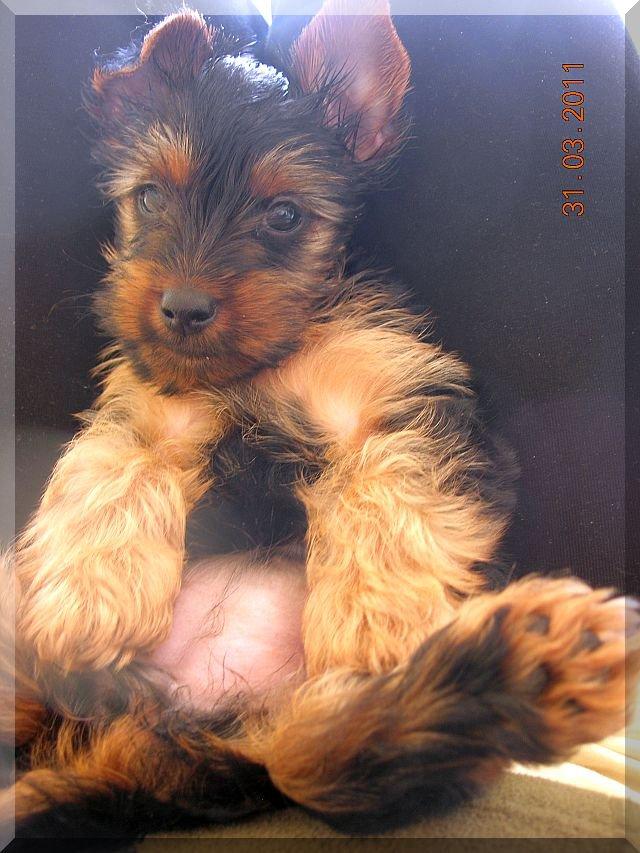 Nasz Pupil, zdjęcie 12