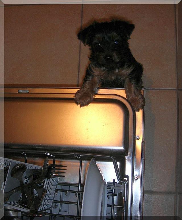 Nasz Pupil, zdjęcie 5