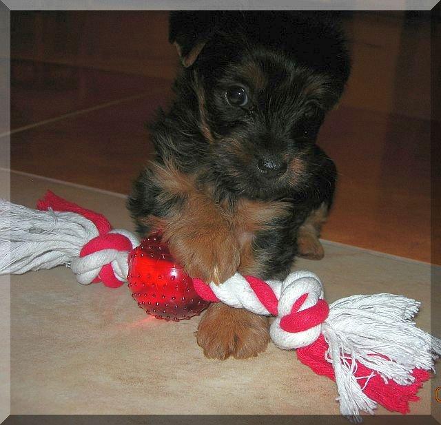 Nasz Pupil, zdjęcie 7