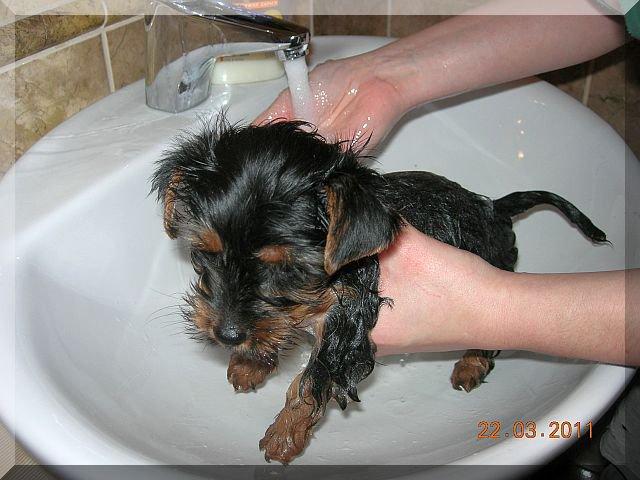 Nasz Pupil, zdjęcie 6