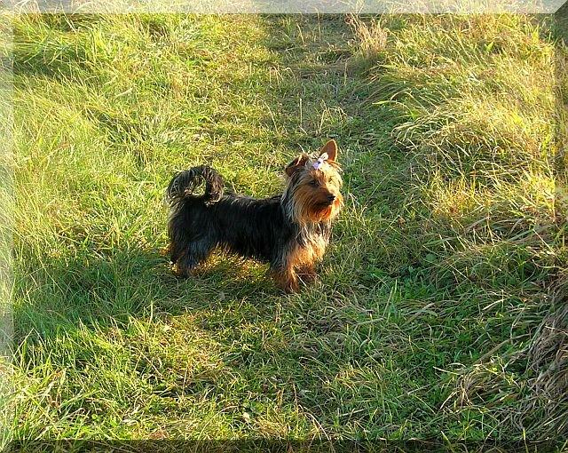 Nasz Pupil, zdjęcie 2