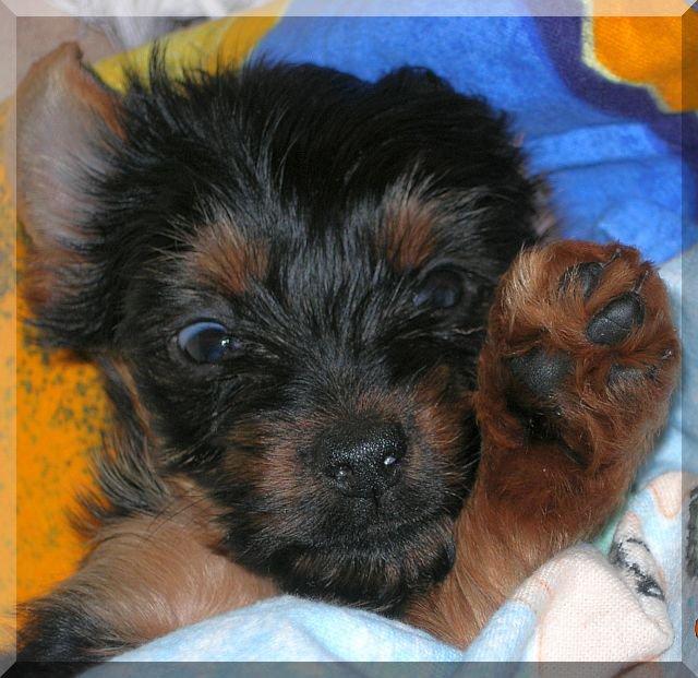 Nasz Pupil, zdjęcie 3