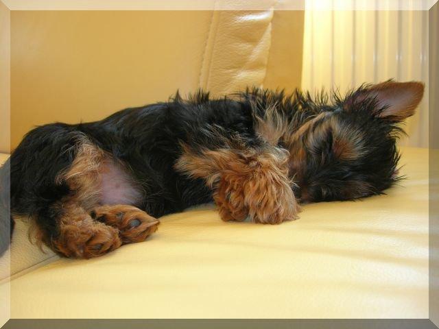 Nasz Pupil, zdjęcie 11