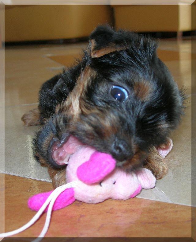 Nasz Pupil, zdjęcie 9