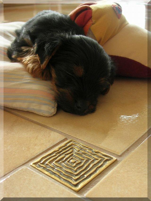 Nasz Pupil, zdjęcie 13