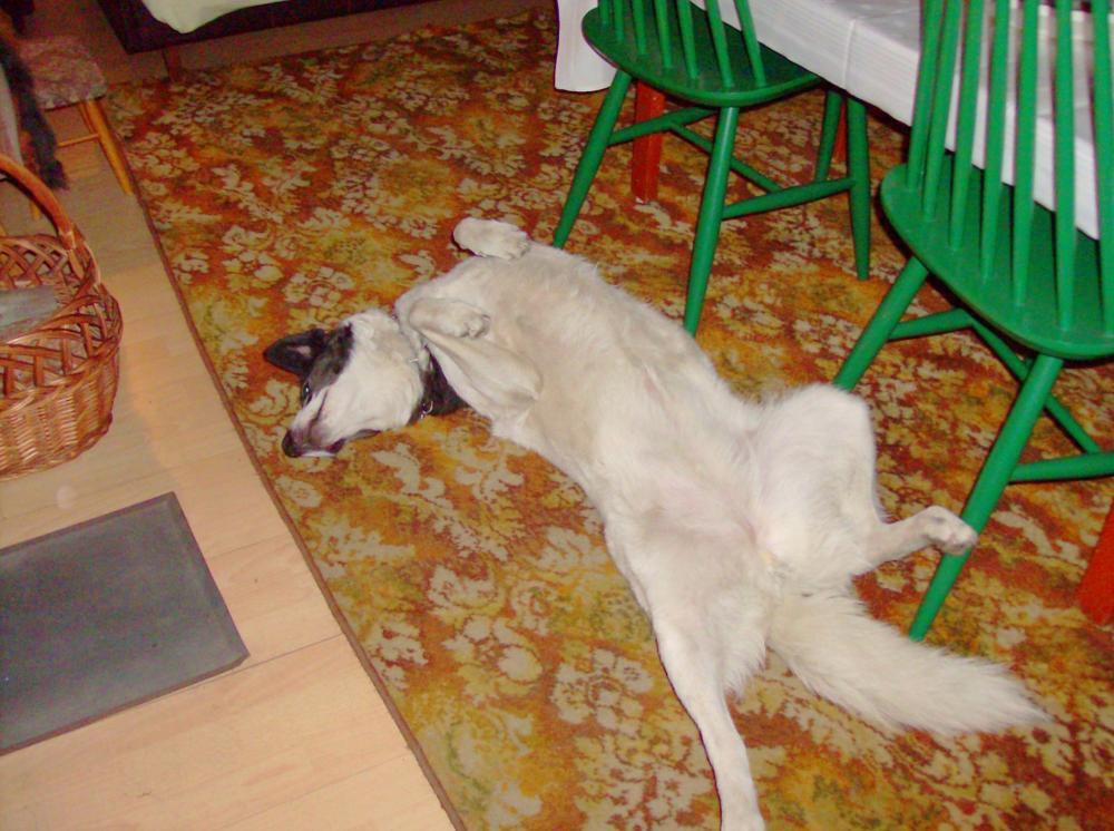 Zwierzak w moim domu-konkurs, zdjęcie 27