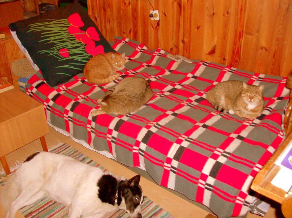 Zwierzak w moim domu-konkurs, zdjęcie 15