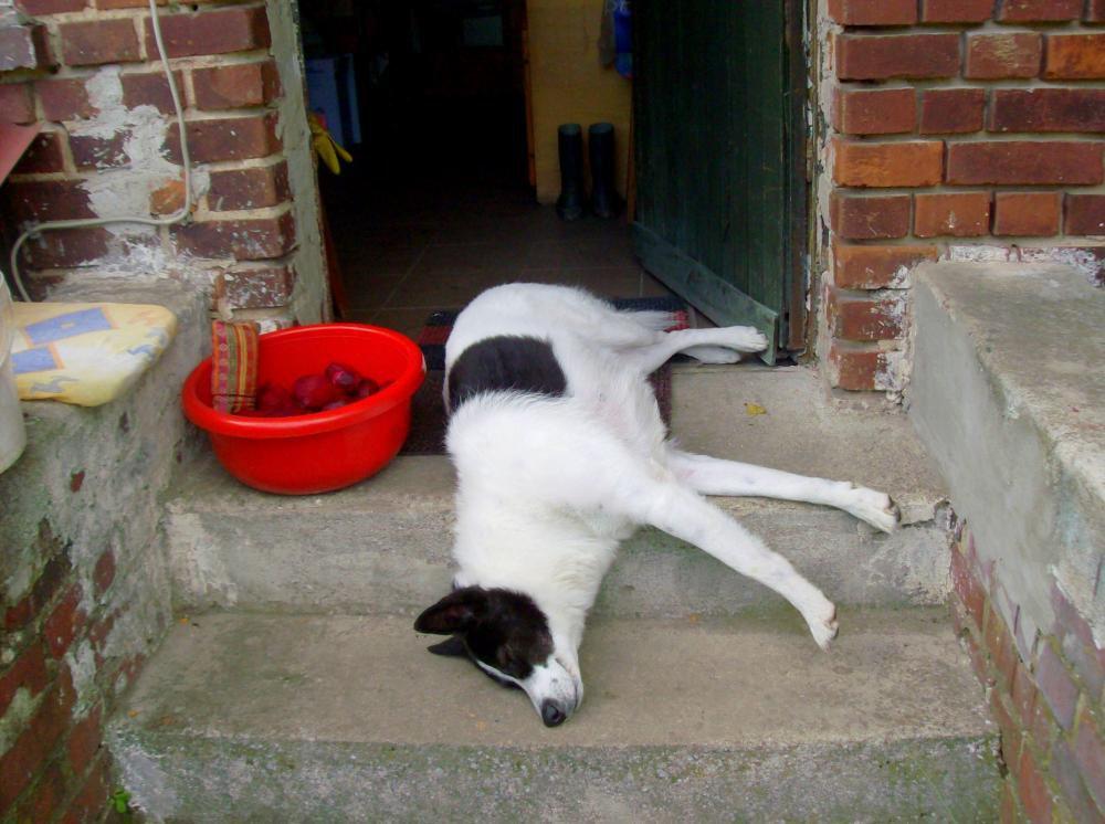 Zwierzak w moim domu-konkurs, zdjęcie 16