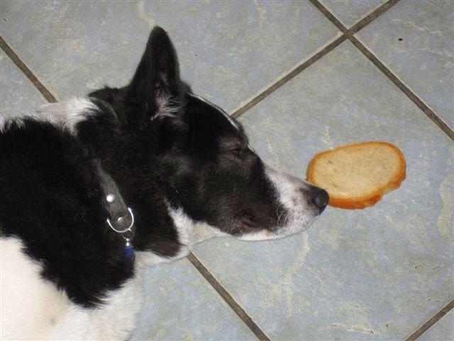 Zwierzak w moim domu-konkurs, zdjęcie 17