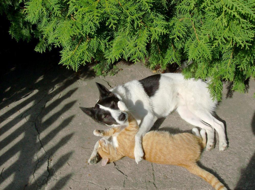 Zwierzak w moim domu-konkurs, zdjęcie 26