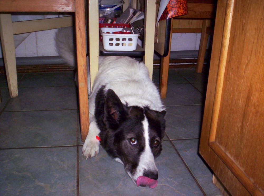 Zwierzak w moim domu-konkurs, zdjęcie 9