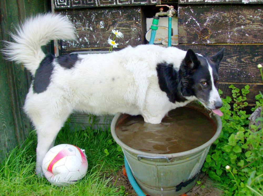 Zwierzak w moim domu-konkurs, zdjęcie 23