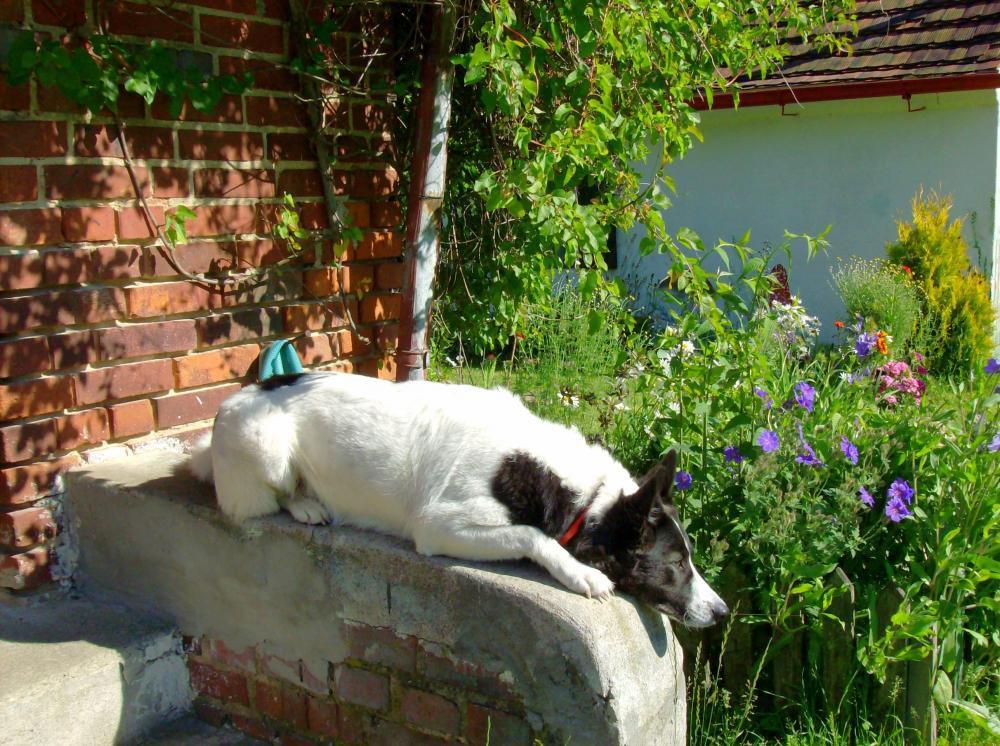 Zwierzak w moim domu-konkurs, zdjęcie 11