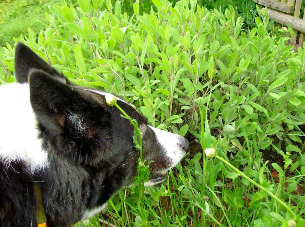 Zwierzak w moim domu-konkurs, zdjęcie 2