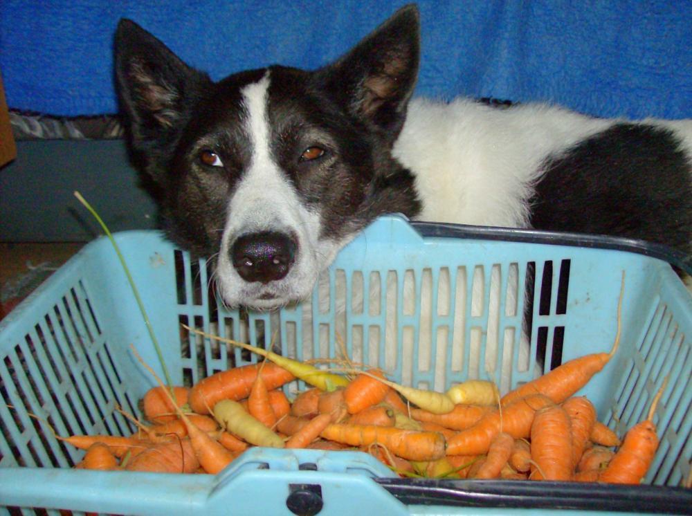 Zwierzak w moim domu-konkurs, zdjęcie 6