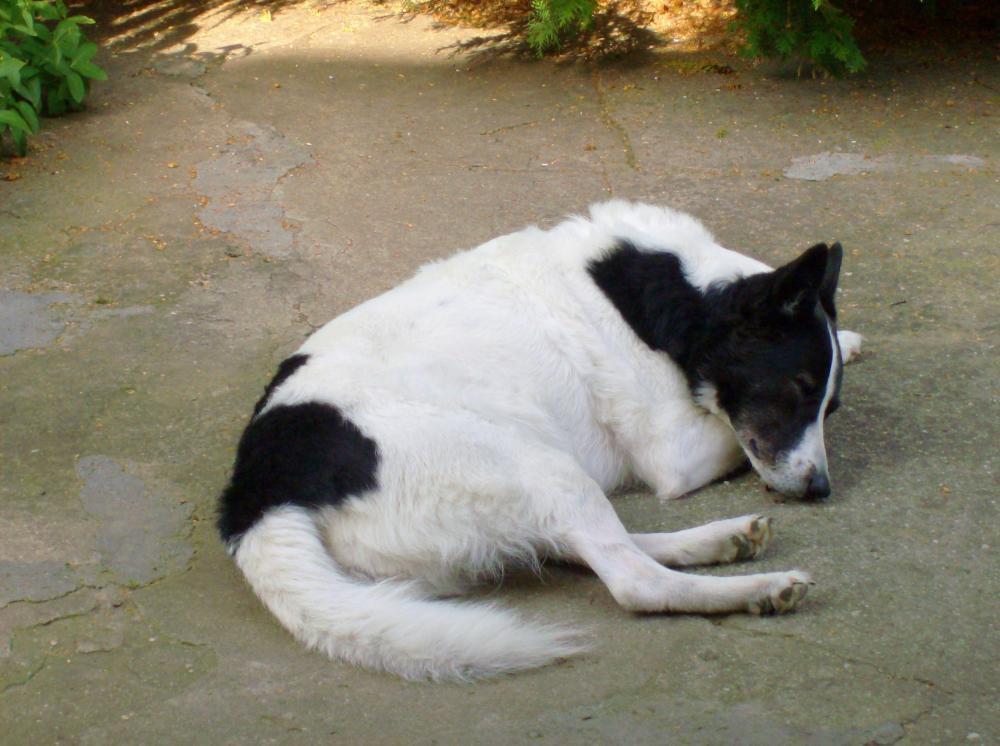 Zwierzak w moim domu-konkurs, zdjęcie 7