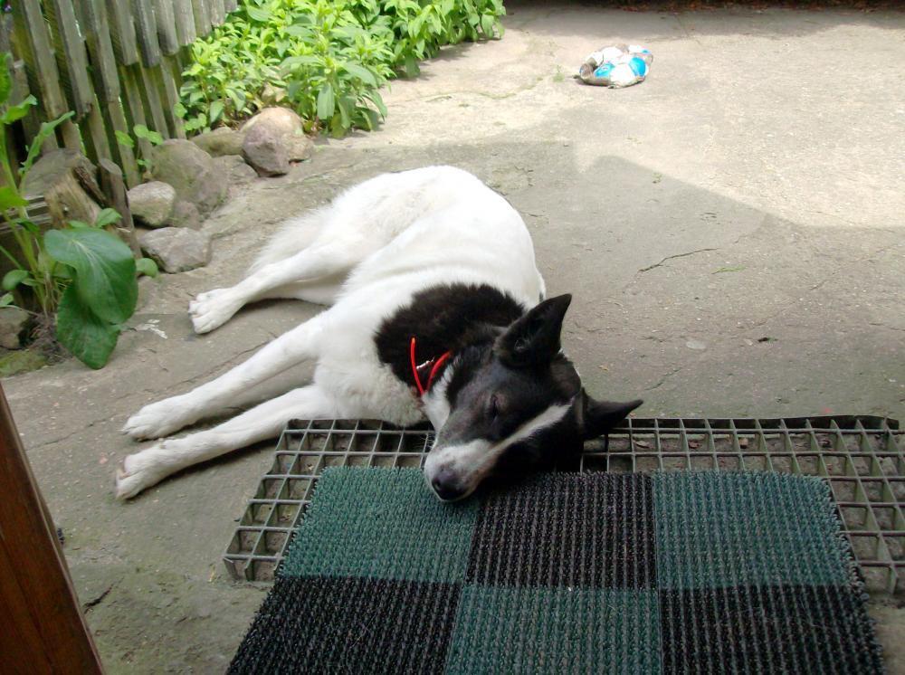 Zwierzak w moim domu-konkurs, zdjęcie 24