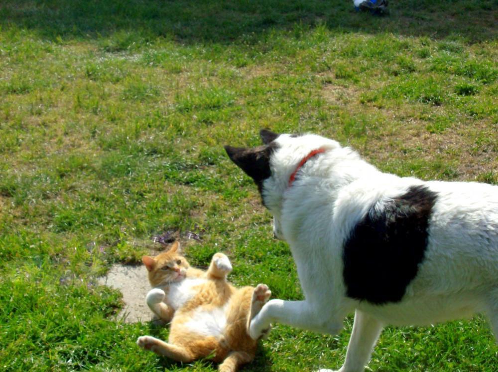 Zwierzak w moim domu-konkurs, zdjęcie 12