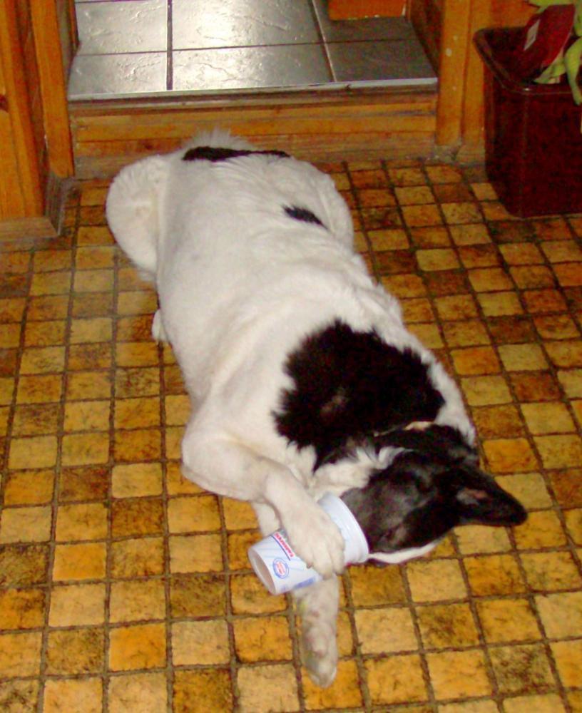 Zwierzak w moim domu-konkurs, zdjęcie 19