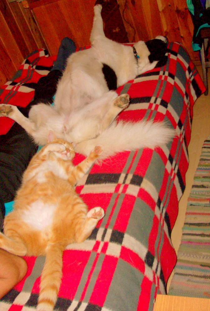 Zwierzak w moim domu-konkurs, zdjęcie 14