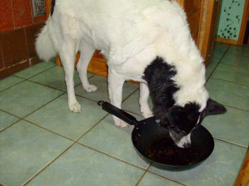 Zwierzak w moim domu-konkurs, zdjęcie 28