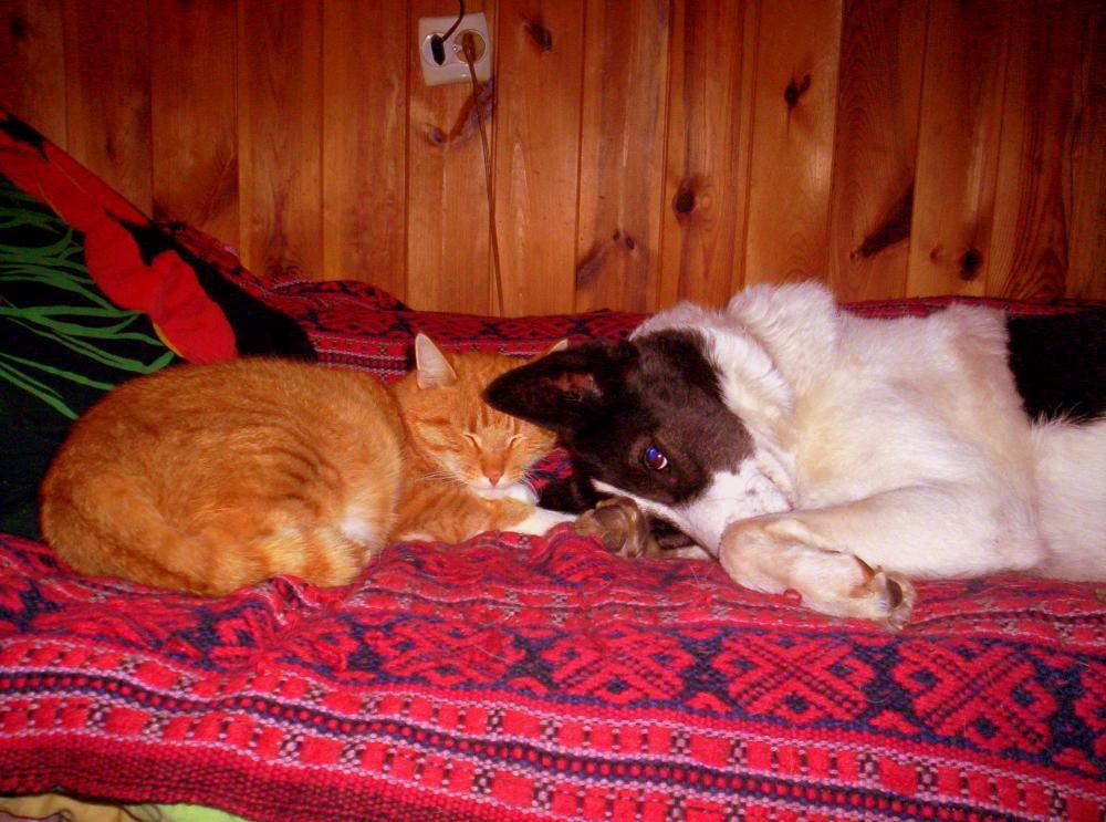 Zwierzak w moim domu-konkurs, zdjęcie 22