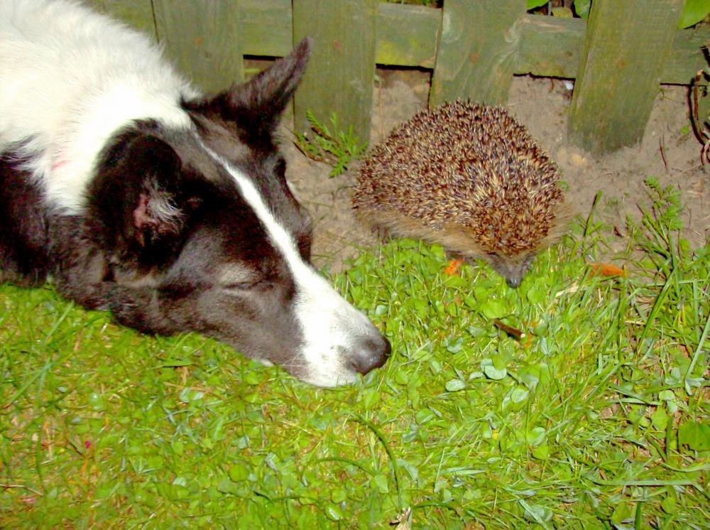 Zwierzak w moim domu-konkurs, zdjęcie 5