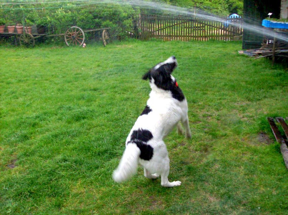 Zwierzak w moim domu-konkurs, zdjęcie 25