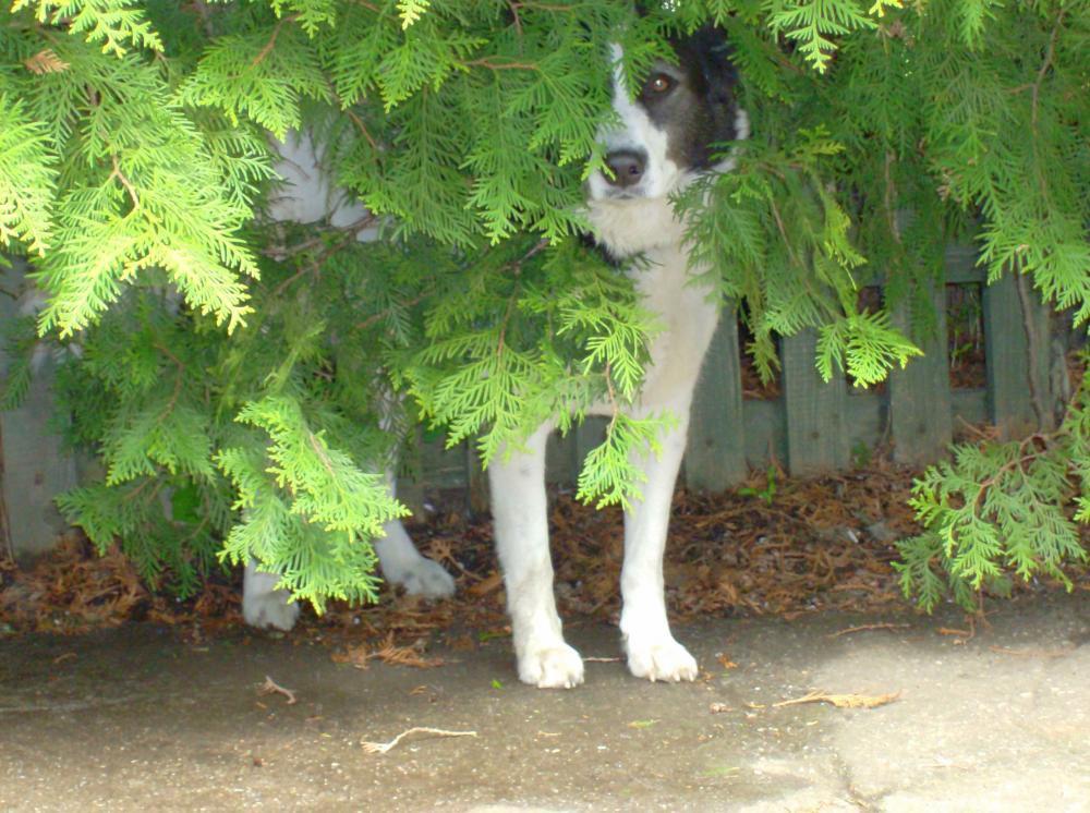 Zwierzak w moim domu-konkurs, zdjęcie 20