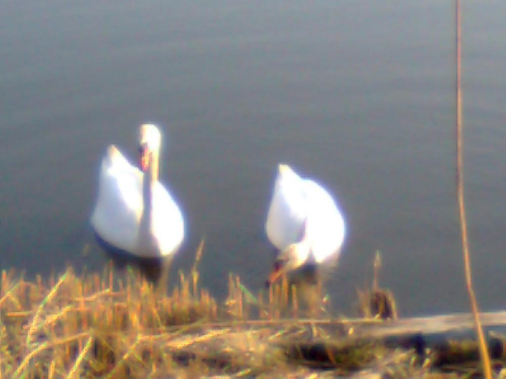 zwierzeta przy moim domu-na konkurs, zdjęcie 2