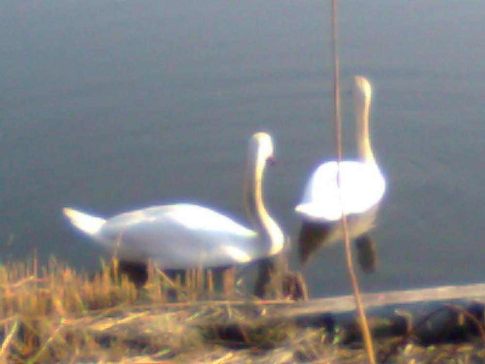 zwierzeta przy moim domu-na konkurs, zdjęcie 1