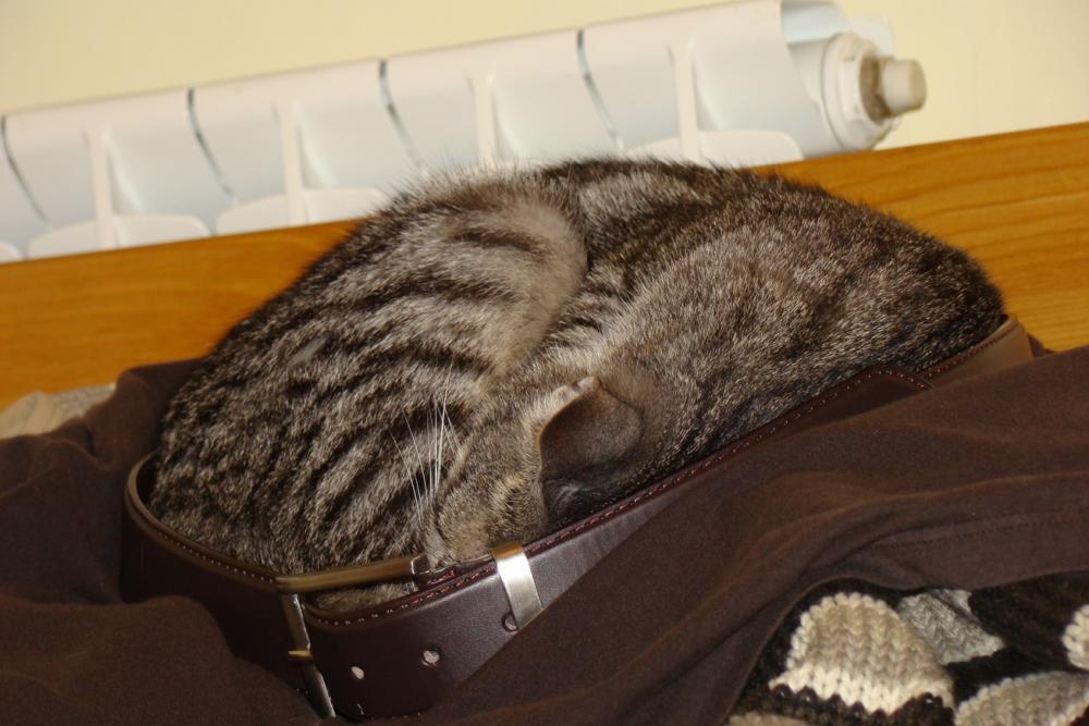 Kot Felix w naszym domu - konkurs, zdjęcie 4