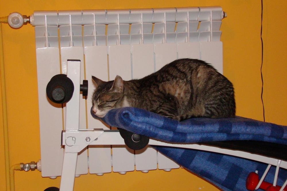 Kot Felix w naszym domu - konkurs, zdjęcie 15