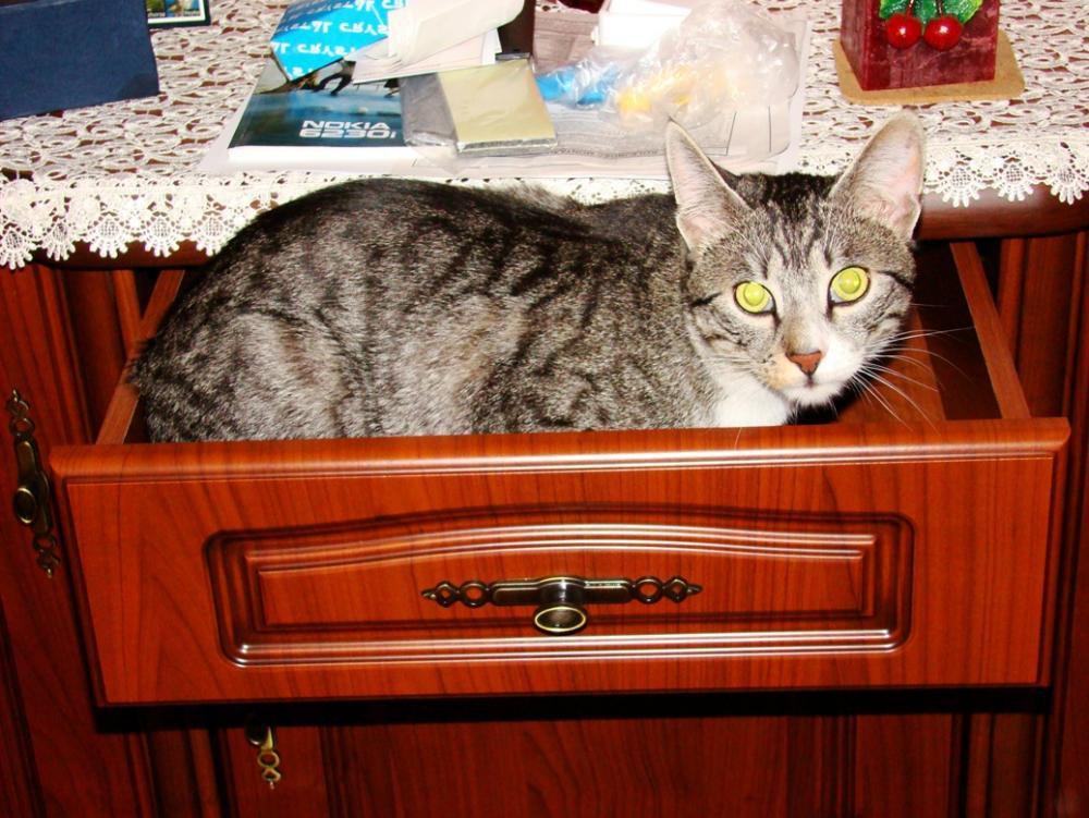 Kot Felix w naszym domu - konkurs, zdjęcie 6