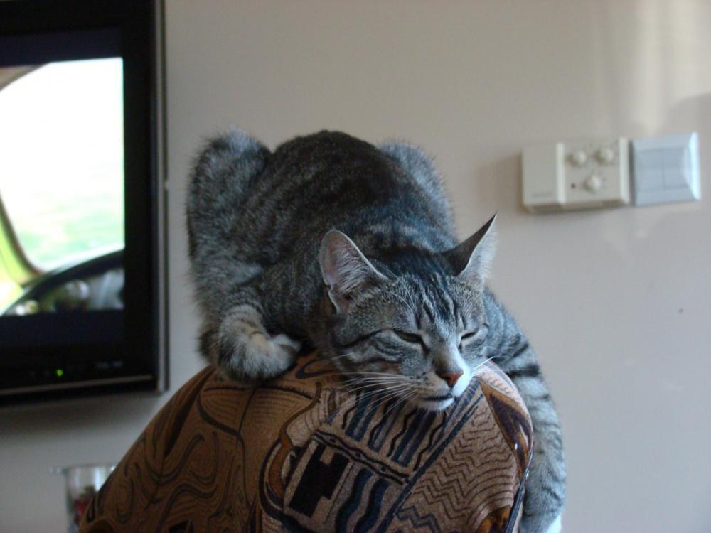 Kot Felix w naszym domu - konkurs, zdjęcie 19