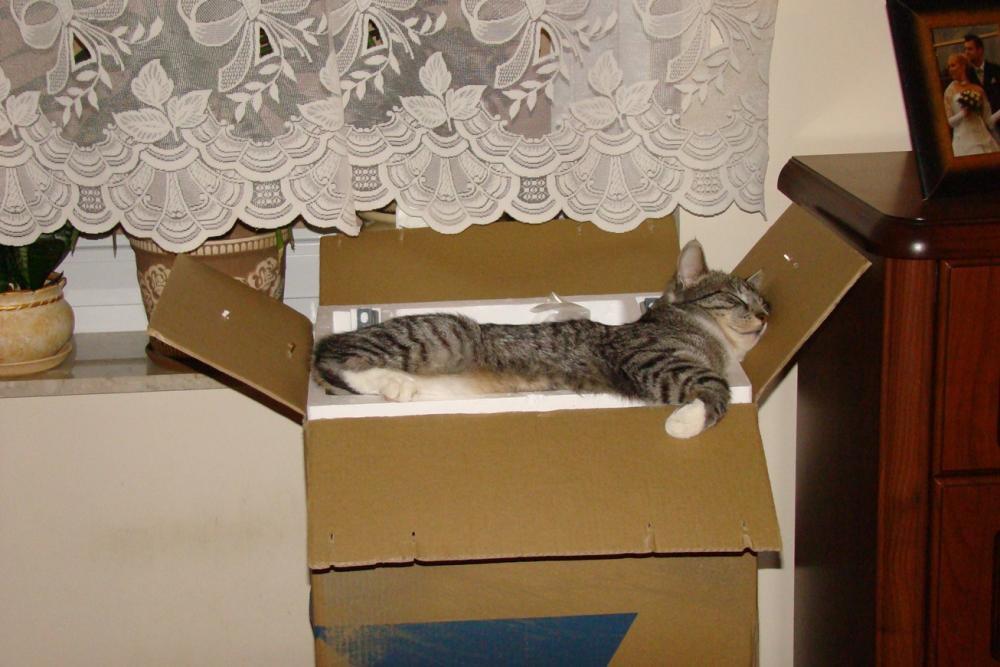 Kot Felix w naszym domu - konkurs, zdjęcie 12