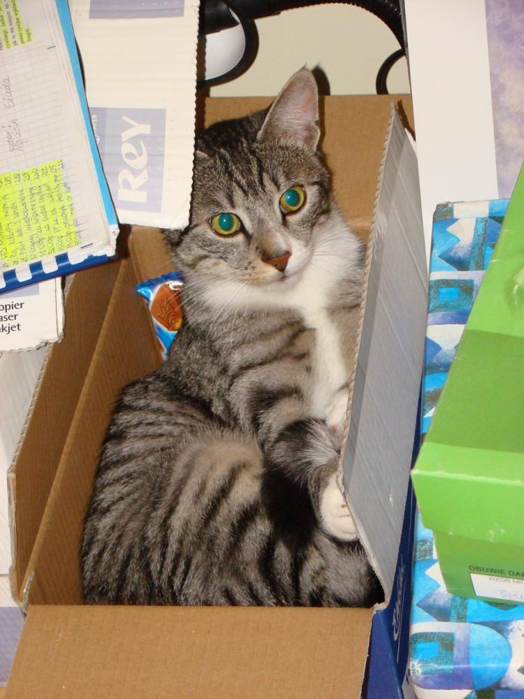 Kot Felix w naszym domu - konkurs, zdjęcie 2