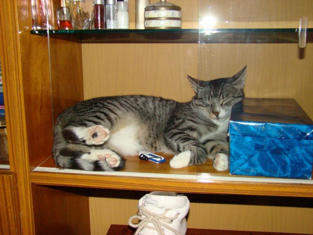 Kot Felix w naszym domu - konkurs, zdjęcie 5