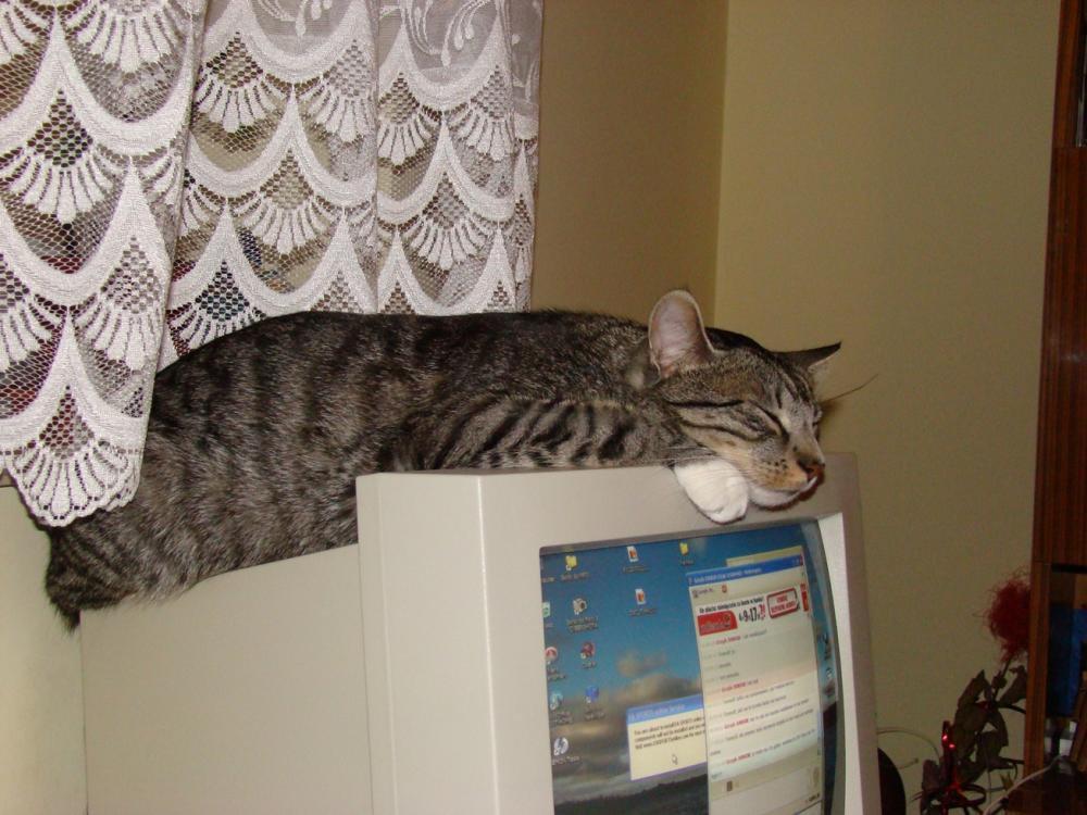 Kot Felix w naszym domu - konkurs, zdjęcie 11