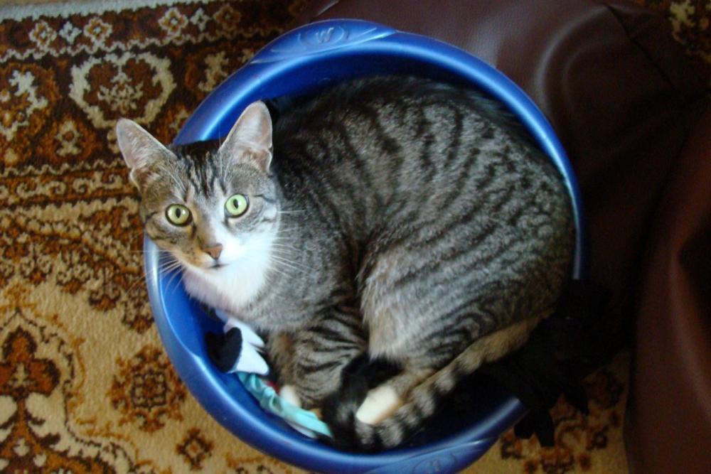 Kot Felix w naszym domu - konkurs, zdjęcie 17