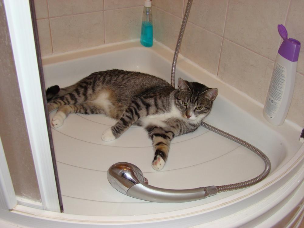 Kot Felix w naszym domu - konkurs, zdjęcie 21