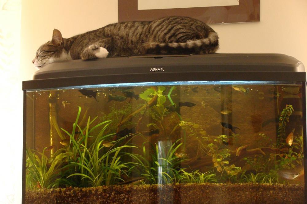 Kot Felix w naszym domu - konkurs, zdjęcie 20