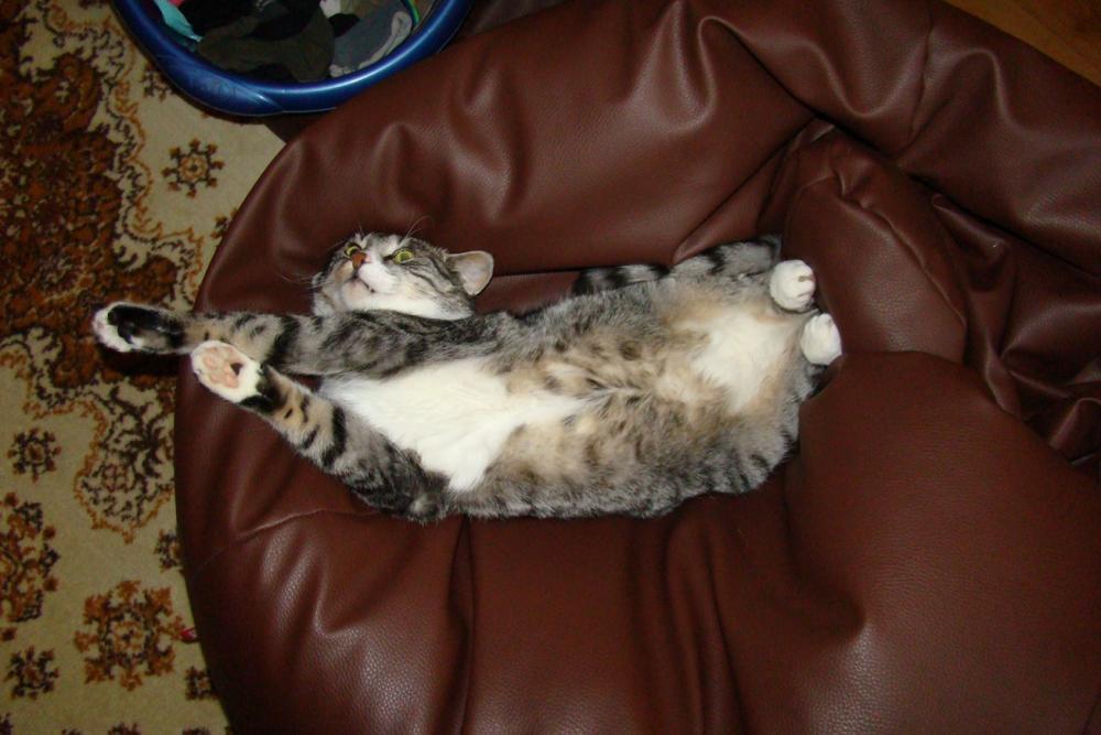 Kot Felix w naszym domu - konkurs, zdjęcie 18