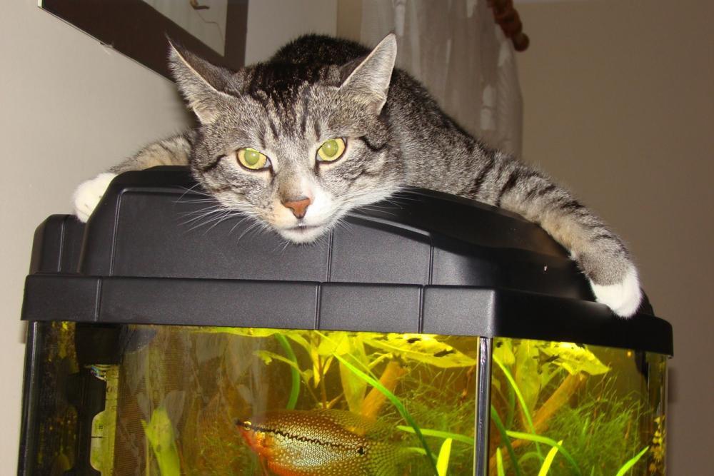 Kot Felix w naszym domu - konkurs, zdjęcie 22