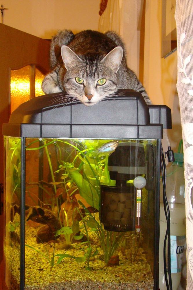 Kot Felix w naszym domu - konkurs, zdjęcie 14