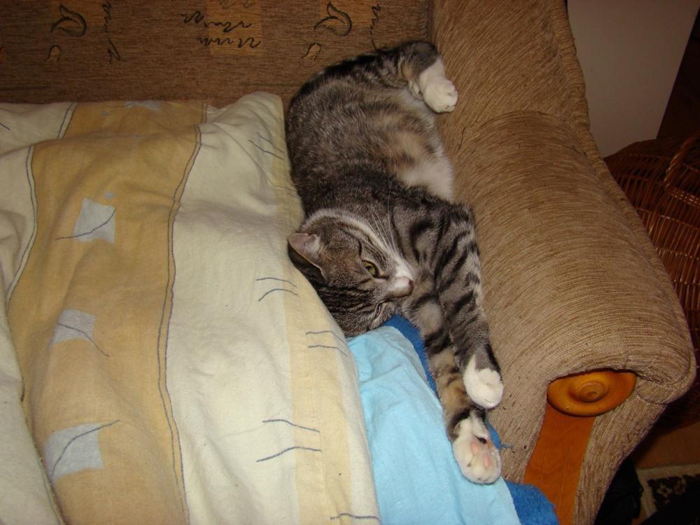 Kot Felix w naszym domu - konkurs, zdjęcie 13