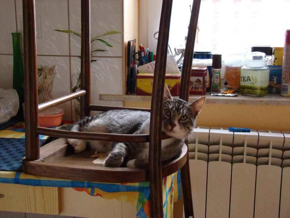 Kot Felix w naszym domu - konkurs, zdjęcie 10