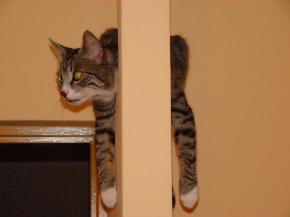 Kot Felix w naszym domu - konkurs, zdjęcie 3